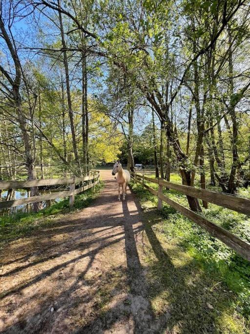 Pferdeparadies Untergruenhagen Bad Fallingbostel Buitenkant foto